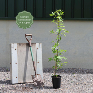 Sweetgum Tree | Liquidambar styraciflua 'Lane Roberts'
