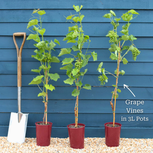 Full Season Grape Vines Collection