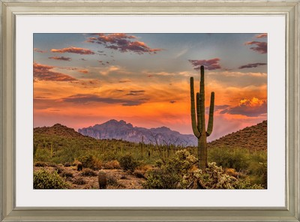 Sonoran Sunset