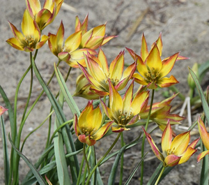 Tulipa orphanidea 'Flava' Bulbs
