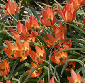 Tulipa 'Little Princess' Bulbs