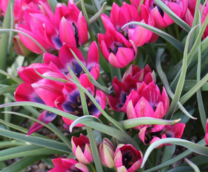 Tulipa 'Little Beauty' Bulbs