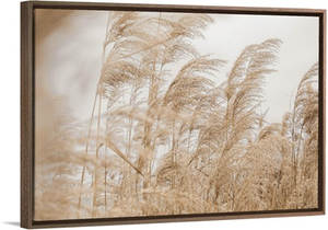 Pastel Pampas Grass