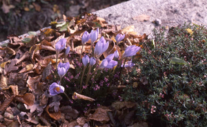 Crocus ligusticus (Intermediate Crocus) Corms