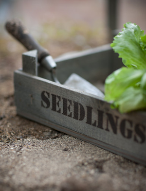 Aldsworth Wooden Seedlings Tray - Spruce, Natural