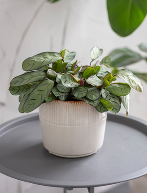 Hillesley Pot 16.5cm - Ceramic, Ivory