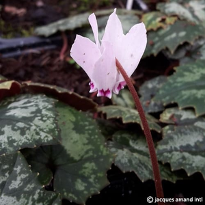 Cyclamen cyprium (Cyprus Cyclamen) Tubers