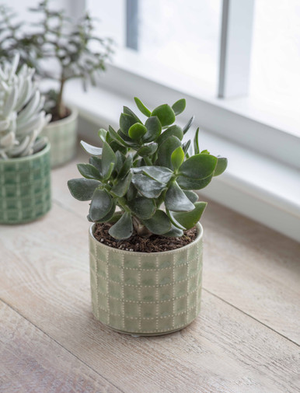 Sorrento Pot 12cm - Ceramic, Sage