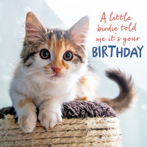 A Little Birdie Told Me It's Your Birthday Card