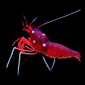 Fire shrimp