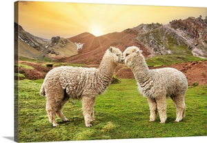 Colors Of Peru - Alpaca Love