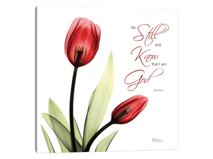 Be Still Tulip