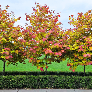 Flame Thrower® Redbud Tree