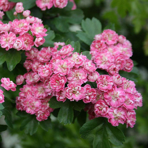 Crataegus Rosea Flore Pleno - Midland Hawthorn Tree - Mix and Match