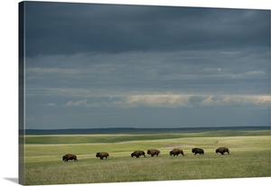 Wild American Bison (Bison Bison) Roam On A Ranch In South Dakota
