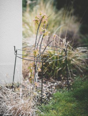 Charlbury Grow Through Plant Support - Steel, Grey, Large