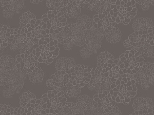 Aeonium - Monument A4 Sample