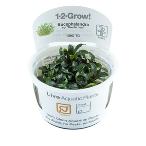 Tropica Bucephalandra sp. 'Needle Leaf' - 1-2-Grow!