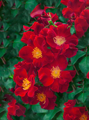 Japanese Red Rose - 5 gr Sturdy Glass Bottle