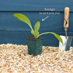 Borage Plant