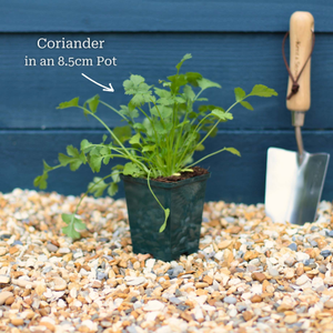 Coriander Plant