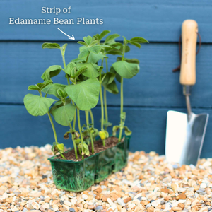 'Summer Shell' Edamame Bean Plants