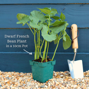 'Canadian Wonder' Dwarf French Bean Plant