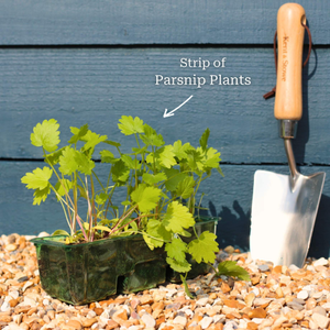 'Duchess F1' Parsnip Plants