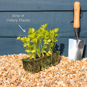 'Victoria F1' Celery Plants