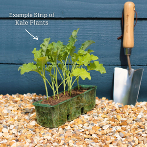 Red Curly Kale Plant | 'Redbor F1'