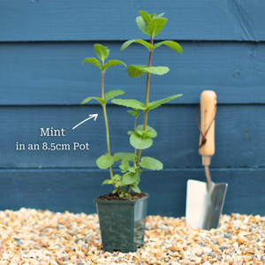 Moroccan Mint Plant