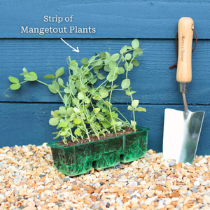 'Carouby de Mausanne' Mangetout Plants