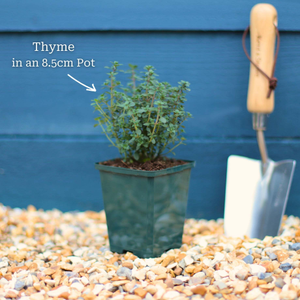 Lemon Thyme Plant