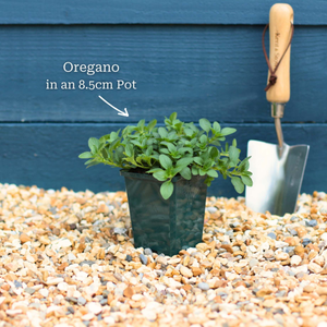 Oregano Plant
