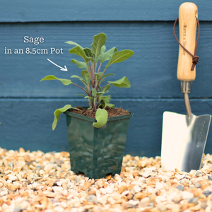 Common Sage Plant