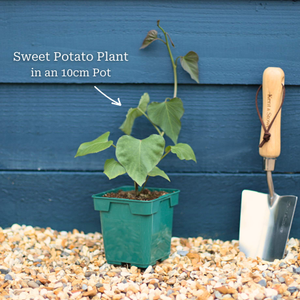 'Erato White' Sweet Potato Plant