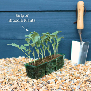 'Marathon F1' Broccoli Plants