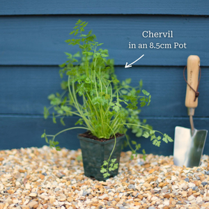 Chervil Plant