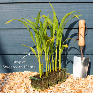 'Earlibird' Extra Sweet Sweetcorn Plants