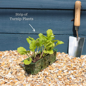 'Snowball' Turnip Plants