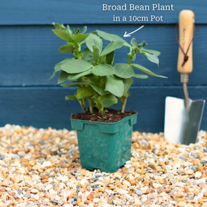 'The Sutton' Broad Bean Plant