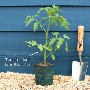 'Beefmaster' Tomato Plant