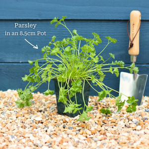 Curly Parsley Plant