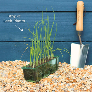 'Jolant' Leek Plants