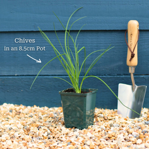 Chives Plant