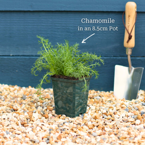 'Treneague' Lawn Chamomile Plant