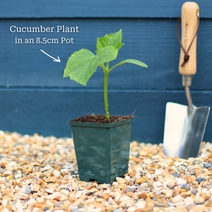 'Mini Hana F1' Cucumber Plant