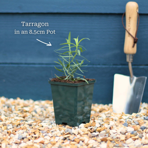 French Tarragon Plant