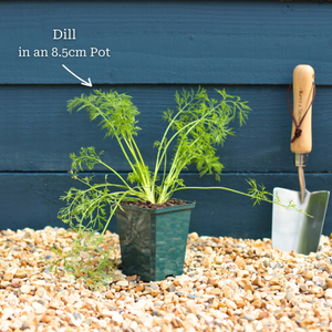 Dill Plant