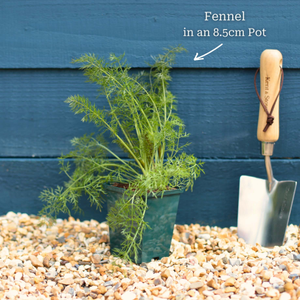 Green Fennel Plant